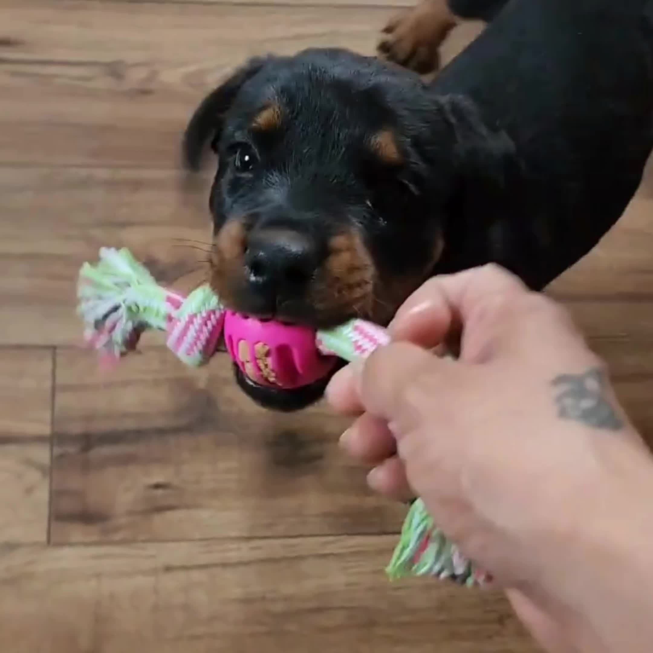 Interactive Dog Chew Toy – With Colorful Knots and Rubber Ball