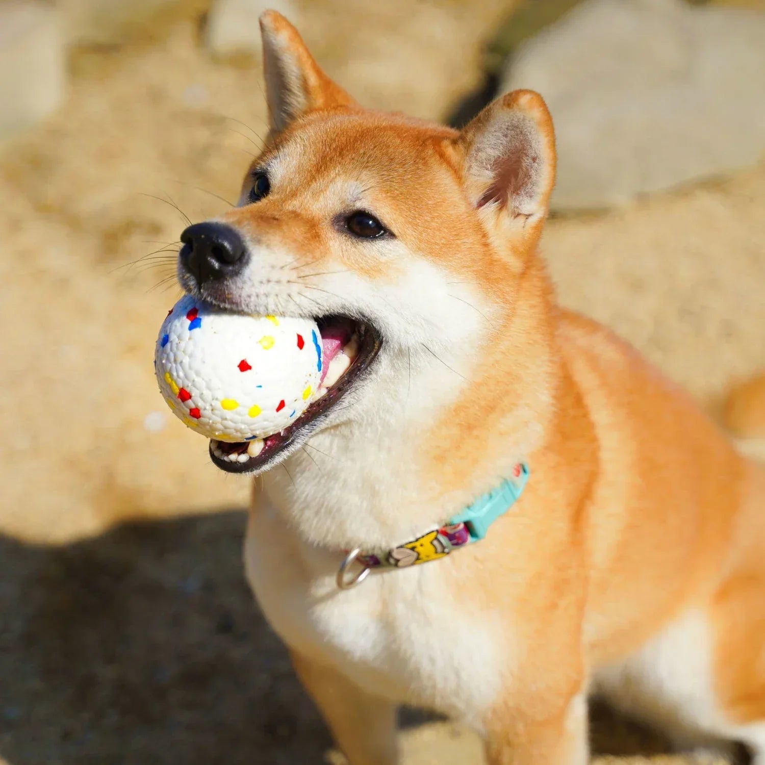 Colorful Dog Play Ball - Active Fun for Your Dog