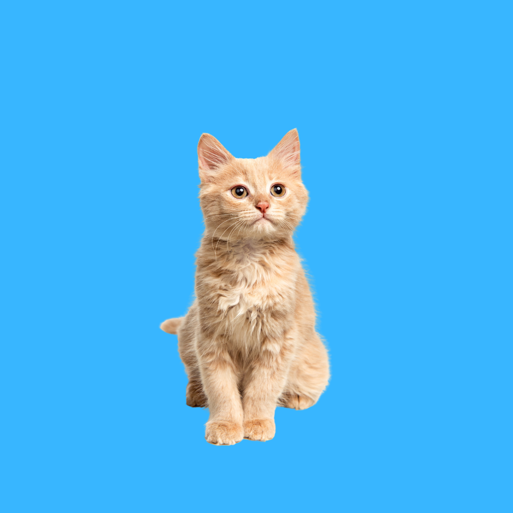 Pets