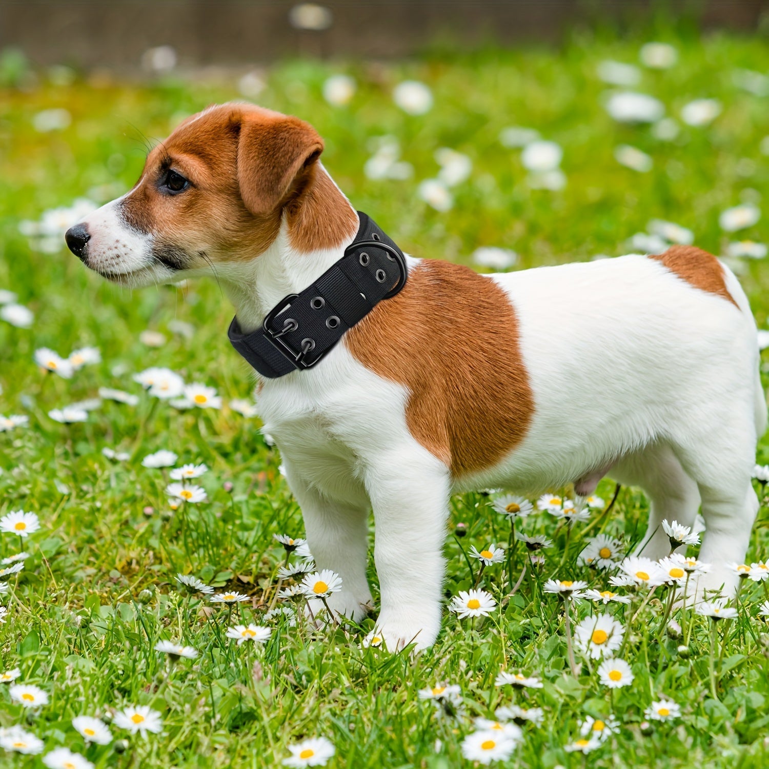 Adjustable Nylon Dog Collar – Comfort and Control for Large Dogs