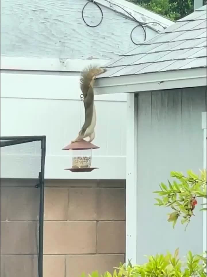 Mushroom-Shaped Bird Feeding Station – Handy and Decorative for Gardens and Outdoor Spaces