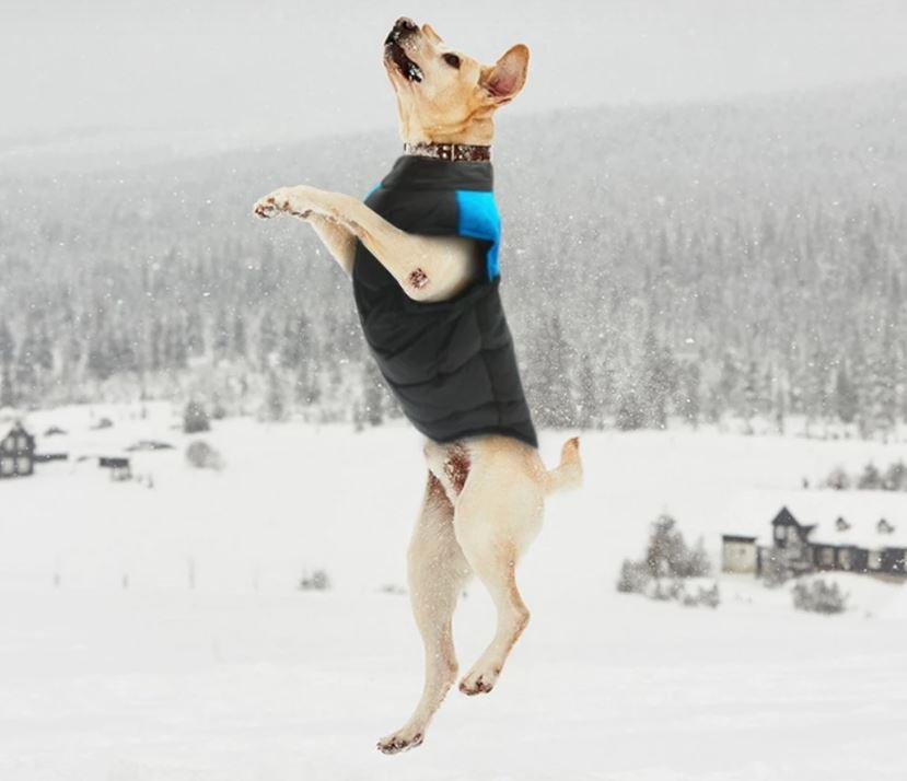 CozyPaws Dog Jacket - Warm & Waterproof