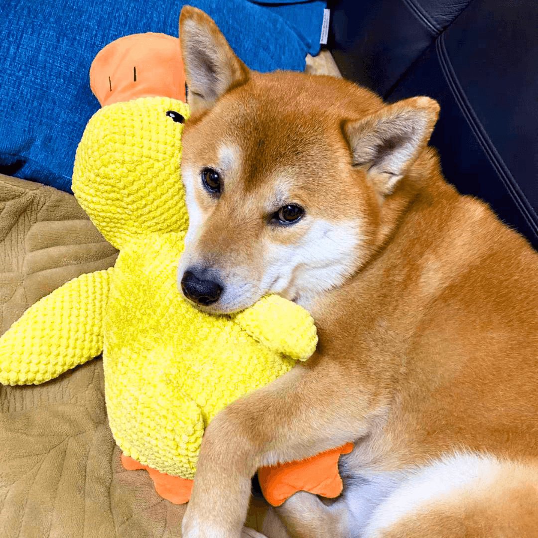 Calming Duck Toy – For Comfort and Chewing Fun