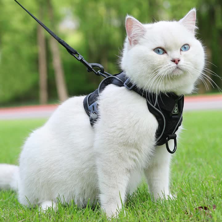 Reflective Cat Harness and Leash Set – Ideal for Walking and Training