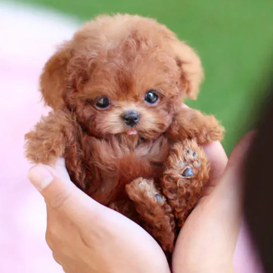 Ultrarealistic Robot Puppy – Interactive Cuddly Companion for Young and Old