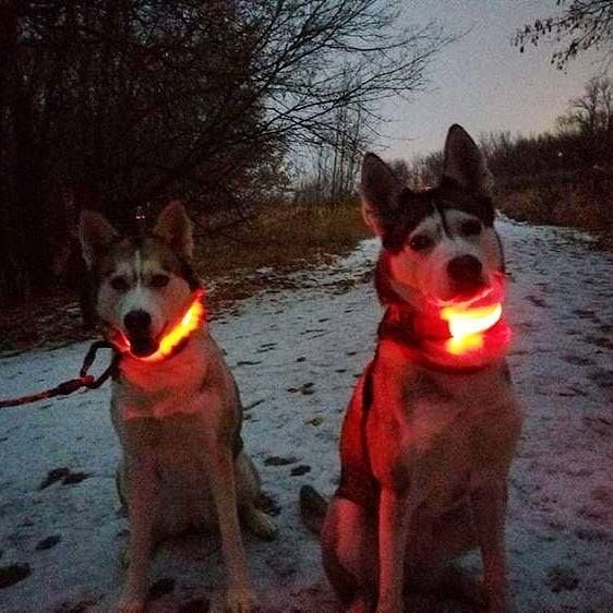 DogSafe Pro - LED Collar for Dogs - Feel Safe and Stylish While Walking
