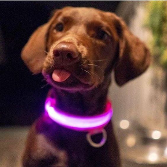 DogSafe Pro - LED Collar for Dogs - Feel Safe and Stylish While Walking