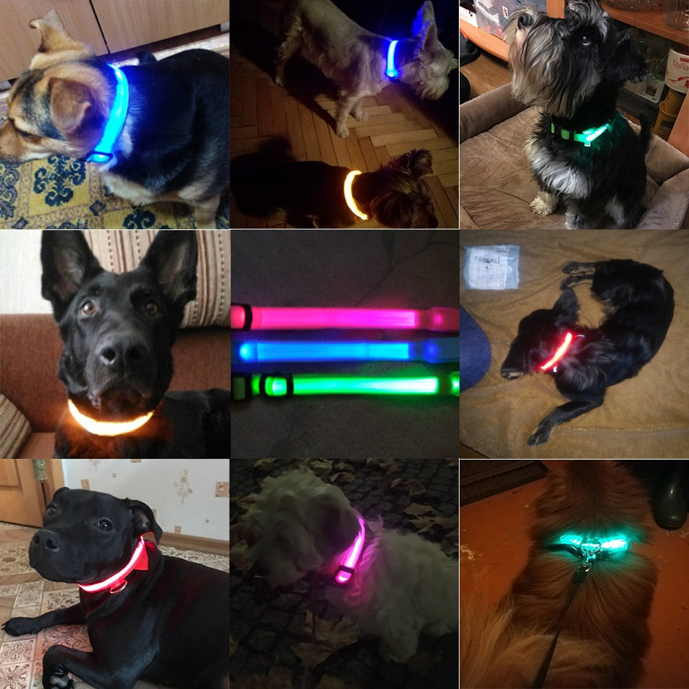 DogSafe Pro - LED Collar for Dogs - Feel Safe and Stylish While Walking